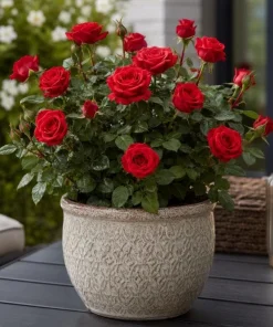 Red Mini Rose Live Plant 4-6 Inch Tall - Miniature Rose Bush for Indoor & Outdoor - Image 5
