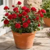 Red Mini Rose Live Plant 4-6 Inch Tall - Miniature Rose Bush for Indoor & Outdoor - Image 1