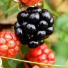 Red Mulberry Live Plants - 3 Pack, 6-12" Tall, Fast-Growing Berry Fruit Trees - Image 1