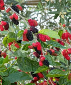 Red Mulberry Tree Cuttings – Set of 12 Unrooted – Morus rubra – Grow Your Own Fruit Tree - Image 2