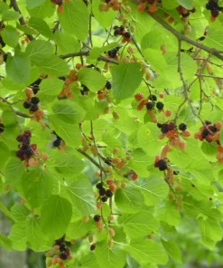 Red Mulberry Tree Cuttings - Set of 12 Unrooted - Morus Rubra - Image 3