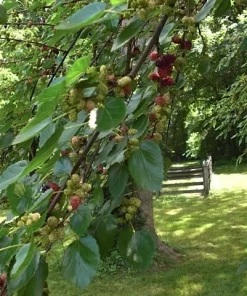 Red Mulberry Tree Cuttings - Set of 12 Unrooted - Morus Rubra Bare Root - Image 1
