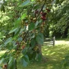 Red Mulberry Tree Cuttings - Set of 12 Unrooted - Morus Rubra - Image 1