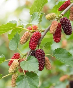 Red Mulberry Tree Live Plant - 4-7 Inch Starter, Fruit Shrub Outdoor - Image 3