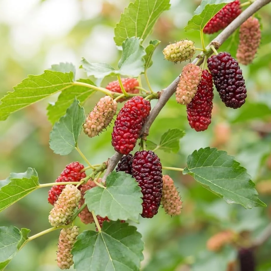 Red Mulberry Tree Live Plant - 4-7 Inch Starter, Fruit Shrub Outdoor - Image 3