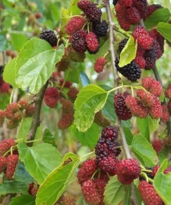 Red Mulberry Tree Live Plant - 4-7 Inch Starter, Fruit Shrub Outdoor - Image 4