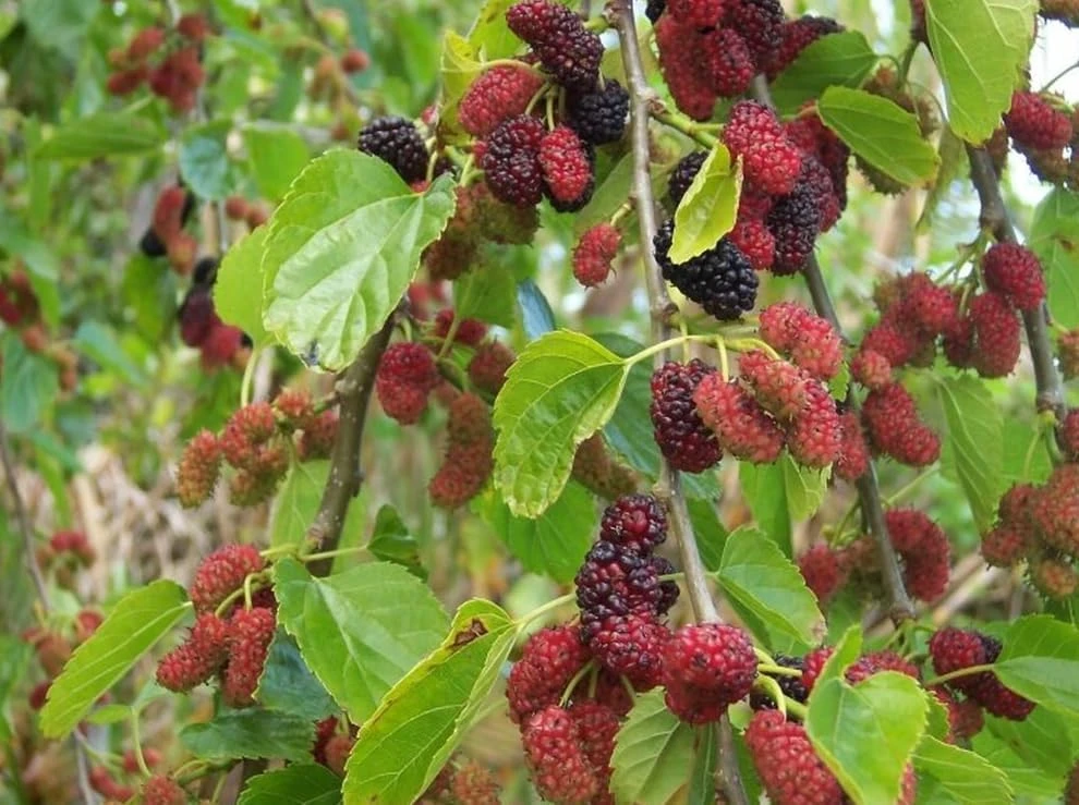 Red Mulberry Tree Live Plant - 4-7 Inch Starter, Fruit Shrub Outdoor - Image 4