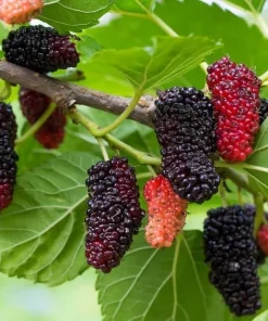 Red Mulberry Tree Live Plant - 4-7 Inch Starter, Fruit Shrub Outdoor - Image 5