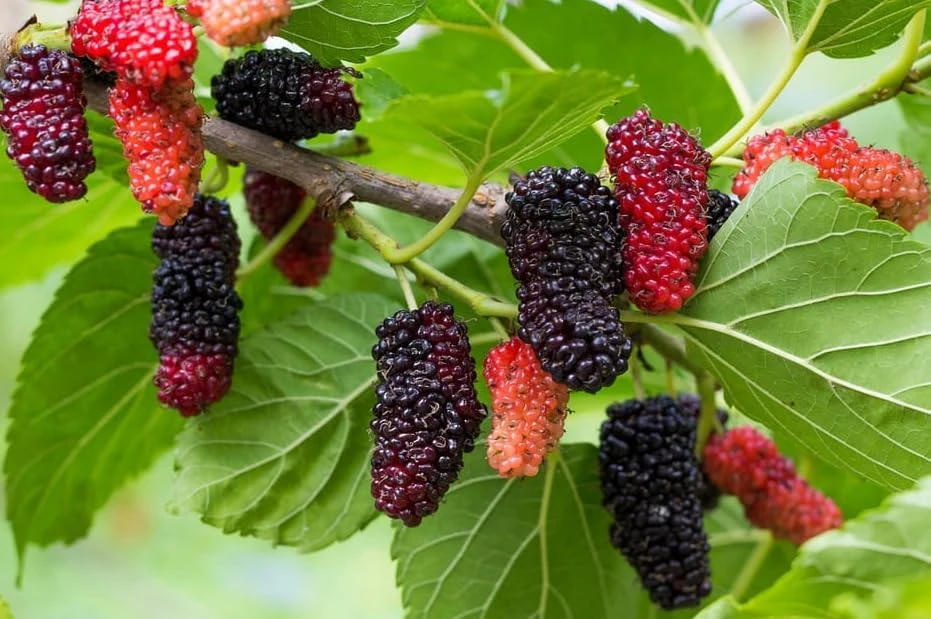 Red Mulberry Tree Live Plant - 4-7 Inch Starter, Fruit Shrub Outdoor - Image 5