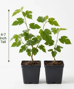 Red Mulberry Tree Live Plant - 4-7 Inch Starter, Fruit Shrub Outdoor - Image 6