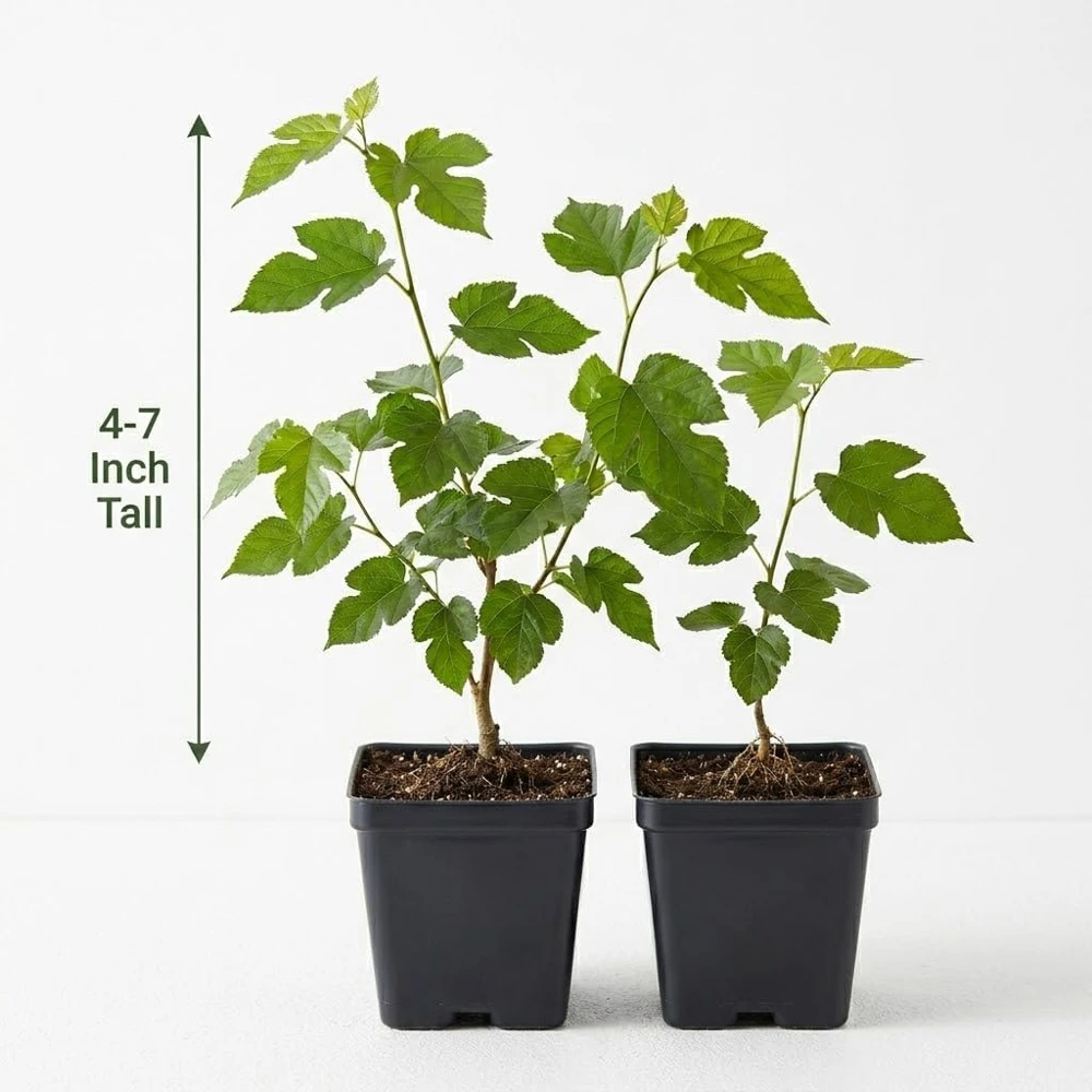 Red Mulberry Tree Live Plant - 4-7 Inch Starter, Fruit Shrub Outdoor - Image 6