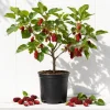 Red Mulberry Tree Live Plant - 4-7 Inch Starter, Fruit Shrub Outdoor - Image 1