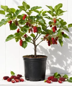 Red Mulberry Tree Live Plant - 4-7 Inch Starter, Fruit Shrub Outdoor - Image 1