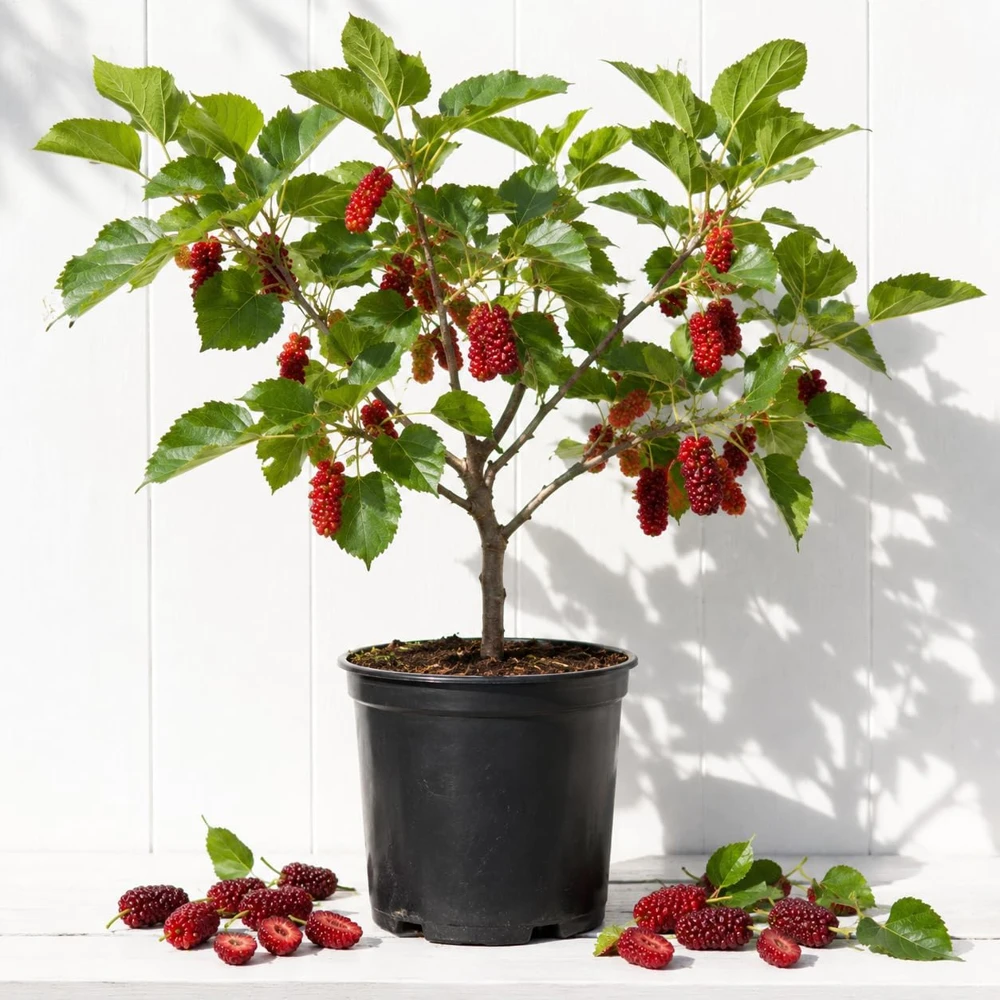 Red Mulberry Tree Live Plant - 4-7 Inch Starter, Fruit Shrub Outdoor - Image 1