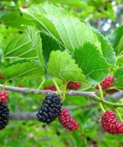 Red Mulberry Tree Live Plant - Morus rubra - Starter Fruit Tree - Image 2