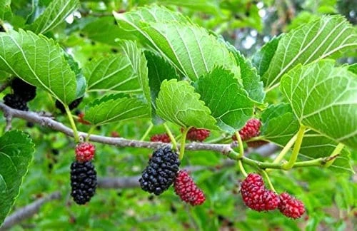 Red Mulberry Tree Live Plant - Morus rubra - Starter Fruit Tree - Image 2