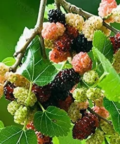 Red Mulberry Tree Live Plant - Morus rubra - Starter Fruit Tree - Image 3