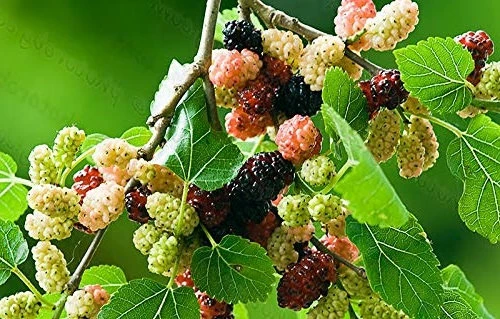 Red Mulberry Tree Live Plant - Morus rubra - Starter Fruit Tree - Image 3