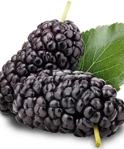 Red Mulberry Tree Live Plant - Morus rubra - Starter Fruit Tree - Image 4