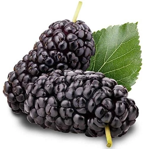Red Mulberry Tree Live Plant - Morus rubra - Starter Fruit Tree - Image 4