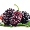 Red Mulberry Tree Live Plant - Morus rubra - Starter Fruit Tree - Image 1