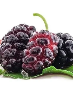 Red Mulberry Tree Live Plant - Morus rubra - Starter Fruit Tree - Image 1