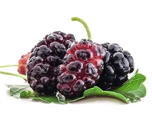 Red Mulberry Tree Live Plant - Morus rubra - Starter Fruit Tree - Image 1
