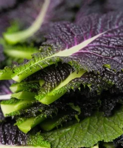 Red Mustard Seeds for Planting - Red Giant Gai Choy - 300 Seeds - Image 2