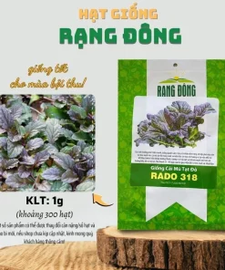 Red Mustard Seeds for Planting - Red Giant Gai Choy - 300 Seeds - Image 3