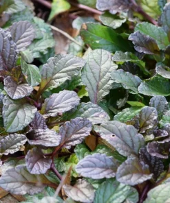 Red Mustard Seeds for Planting - Red Giant Gai Choy - 300 Seeds - Image 4