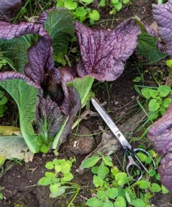 Red Mustard Seeds for Planting - Red Giant Gai Choy - 300 Seeds - Image 5