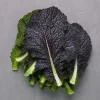 Red Mustard Seeds for Planting - Red Giant Gai Choy - 300 Seeds - Image 1