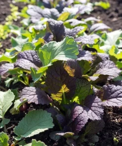 Red Mustard Seeds for Planting - Red Giant Gai Choy - 300 Seeds - Image 6