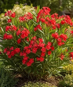 Red Nerium Oleander Live Plant 4-6 Inch Tall – Outdoor Flowering Shrub - Image 2