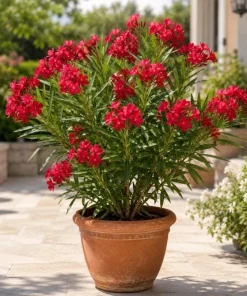 Red Nerium Oleander Live Plant 4-6 Inch Tall – Outdoor Flowering Shrub - Image 3