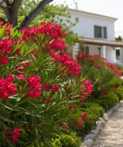 Red Nerium Oleander Live Plant 4-6 Inch Tall – Outdoor Flowering Shrub - Image 4