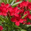 Red Nerium Oleander Live Plant 4-6 Inch Tall – Outdoor Flowering Shrub - Image 1