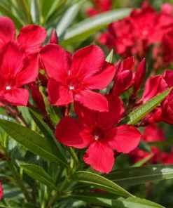 Red Nerium Oleander Live Plant 4-6 Inch Tall – Outdoor Flowering Shrub - Image 1