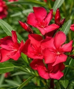 Red Nerium Oleander Live Plant 4-6 Inch Tall – Outdoor Flowering Shrub - Image 5