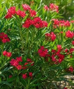 Red Nerium Oleander Live Plant 4-6 Inch Tall – Outdoor Flowering Shrub - Image 6