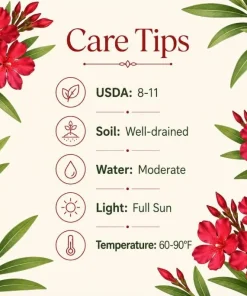 Red Nerium Oleander Live Plant 4-6 Inch Tall – Outdoor Flowering Shrub - Image 7
