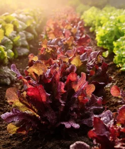 Red Oak Leaf Lettuce Seeds 300 Count - Crisp, Vibrant Leafy Greens for Gardens - Image 2