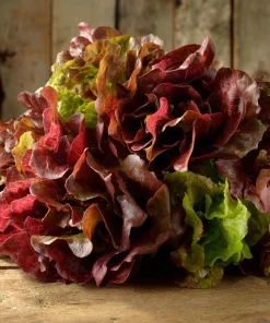 Red Oak Leaf Lettuce Seeds 300 Count - Crisp, Vibrant Leafy Greens for Gardens - Image 3