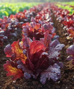 Red Oak Leaf Lettuce Seeds 300 Count - Crisp, Vibrant Leafy Greens for Gardens - Image 4