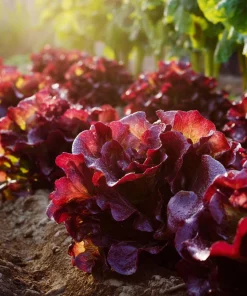 Red Oak Leaf Lettuce Seeds 300 Count - Crisp, Vibrant Leafy Greens for Gardens - Image 5