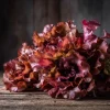 Red Oak Leaf Lettuce Seeds 300 Count - Crisp, Vibrant Leafy Greens for Gardens - Image 1