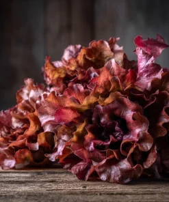 Red Oak Leaf Lettuce Seeds 300 Count - Crisp, Vibrant Leafy Greens for Gardens - Image 1
