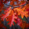 Red Oak Tree - 10-16" Tall Live Plant - Quart Pot - Fast Growing Shade Tree - Image 1