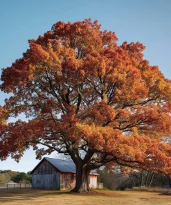 Red Oak Tree - 10-16