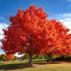 Red Oak Trees - 2 Pack, 8-16" Tall Live Bare Root Plants, Fast Growing Shade Tree - Image 1